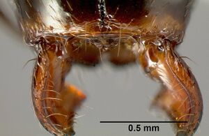 Pheidole leoncortesi casent0609140 h 2 high.jpg