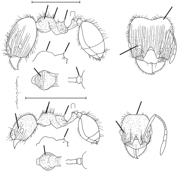 File:Pheidole moerens Wilson 2003.jpg