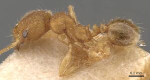 Pheidole parva casent0907994 p 1 high.jpg