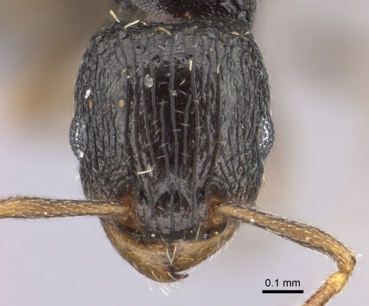 File:Tetramorium anxium casent0235786 h 1 high.jpg