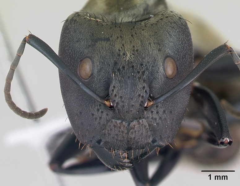 File:Camponotus sericeiventris casent0173450 head 1.jpg