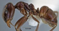 Iridomyrmex cyaneus side view