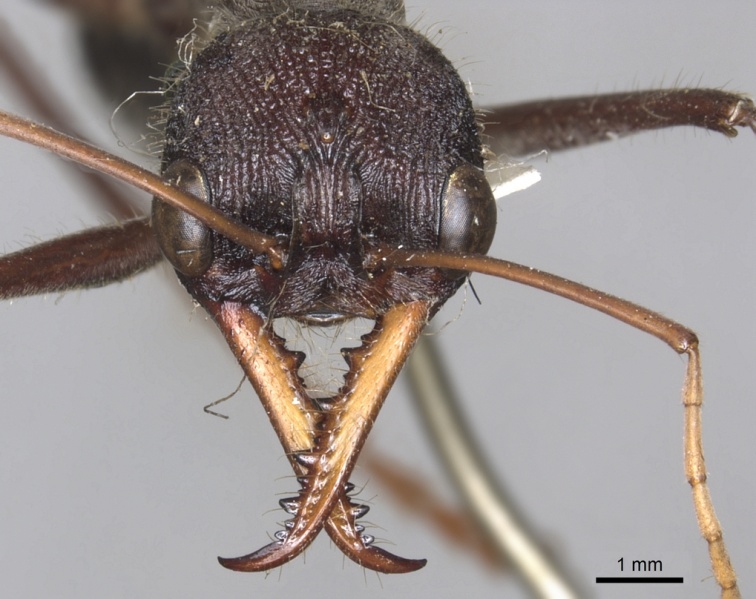 File:Myrmecia simillima casent0902788 h 1 high.jpg