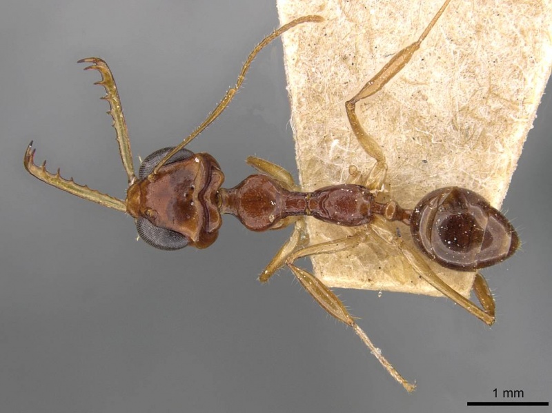 File:Myrmoteras binghamii casent0909937 d 1 high.jpg