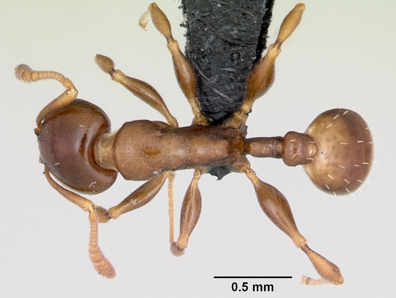 File:Nesomyrmex madecassus casent0487130 dorsal 1.jpg