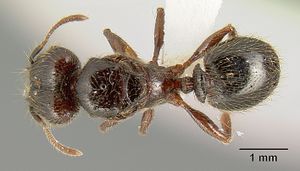 Pheidole arachnion inb0003212178 d 1 high.jpg