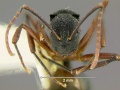 Polyrhachis-phalerataH3.2x.jpg