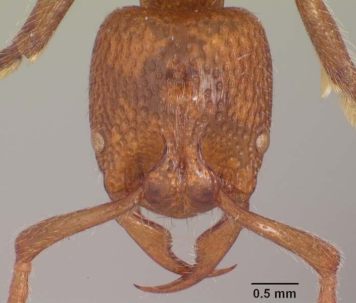 File:Psalidomyrmex sallyae sam-ent-11552 head 1.jpg