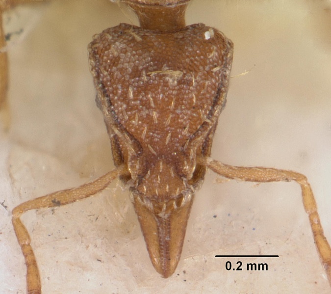 File:Pyramica simoni casent0102255 head 1.jpg