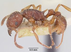 Tetramorium andrei casent0101821 profile 1.jpg