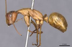 Camponotus caesar casent0909948 p 1 high.jpg