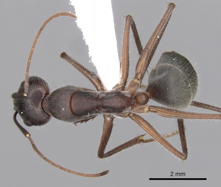 File:Camponotus gouldianus casent0280204 d 1 high.jpg