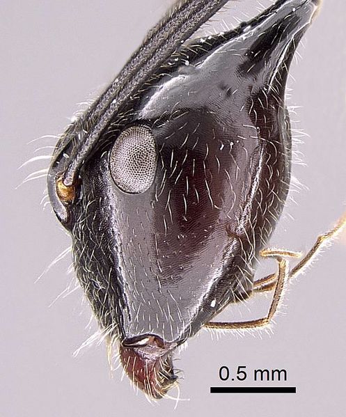 File:Camponotus longicollis casent0191989 p 3 high.jpg