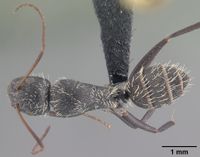 Camponotus niveosetosus madagascarensis casent0101383 dorsal 1.jpg