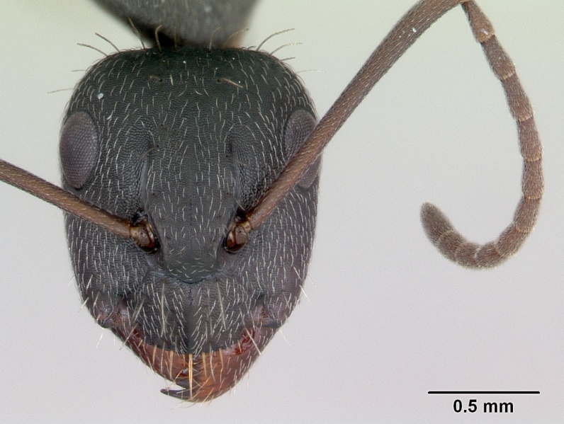 File:Camponotus termitarius casent0173456 head 1.jpg