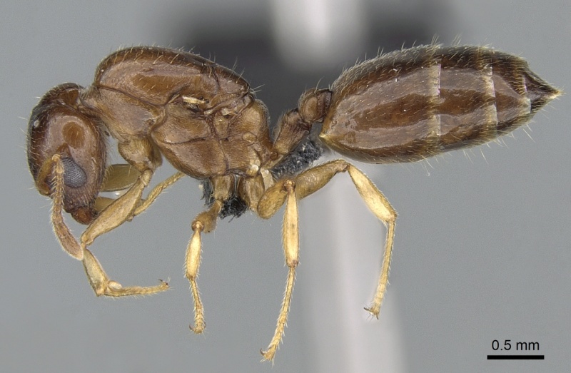 File:Crematogaster alafara casent0050441 p 1 high.jpg