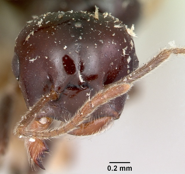 File:Crematogaster marthae casent0101858 head 1.jpg