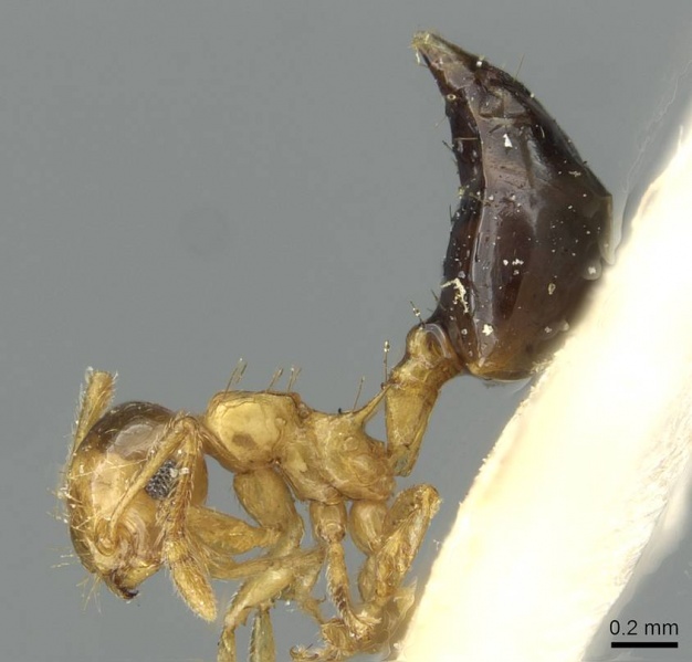 File:Crematogaster pulchella casent0913653 p 1 high.jpg