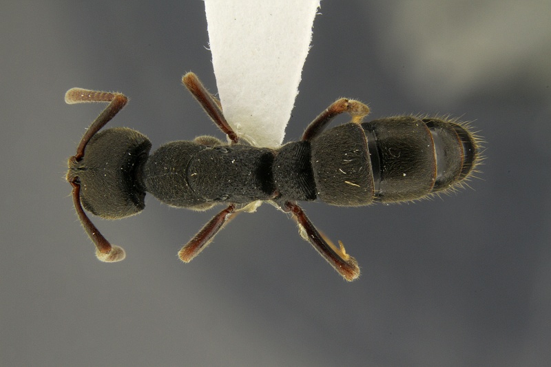 File:Ectomomyrmex-claudatus had 1 25.jpg