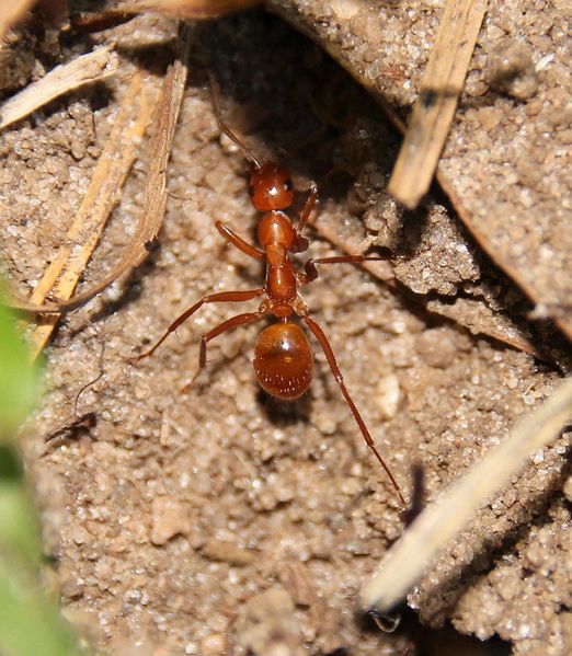 File:Formica pallidefulva, Tallahassee, Florida (James Trager).jpg