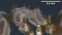 Lasius casevitzi F8.jpg