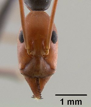 Leptomyrmex erythrocephalus casent0011746 head 1.jpg