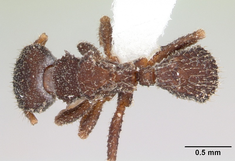 File:Mycetosoritis explicata casent0173987 dorsal 1.jpg