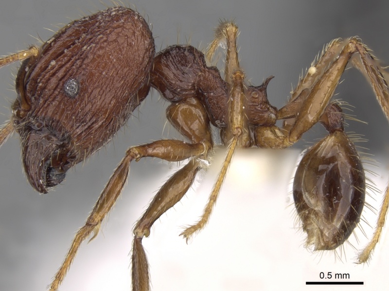 File:Pheidole inornata casent0281670 p 1 high.jpg