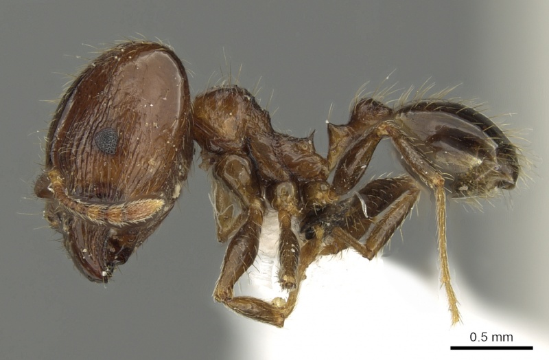 File:Pheidole manukana casent0901633 p 1 high.jpg