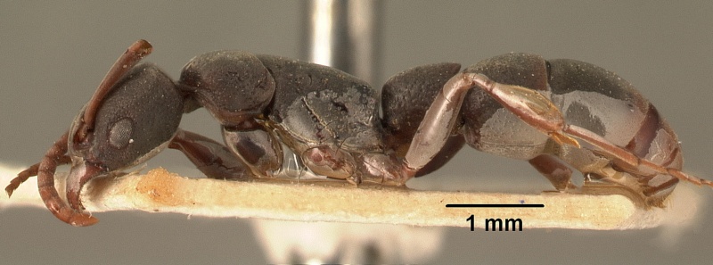 File:Platythyrea mocquerysi casent0101864 profile 1.jpg