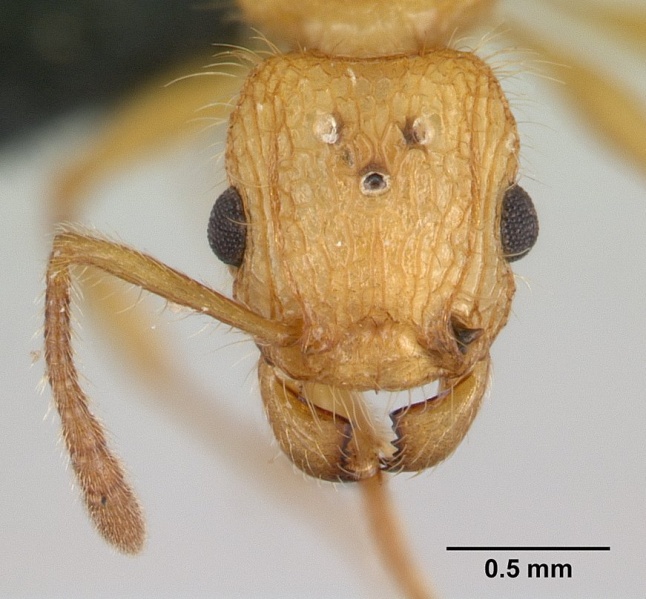 File:Tetramorium kelleri casent0134996 head 1.jpg