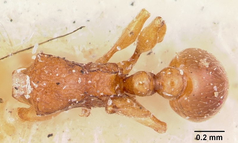 File:Tetramorium sikorae casent0101898 dorsal 1.jpg