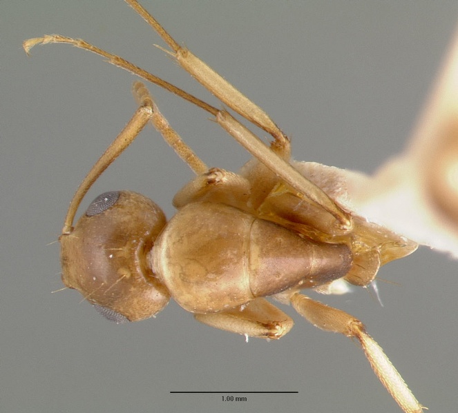 File:Camponotus macilentus castype00451-01 dorsal 1.jpg
