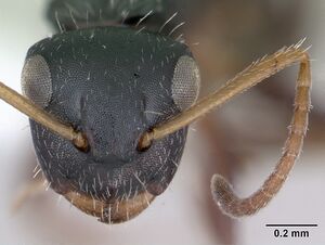 Camponotus sanctaefidei casent0173557 head 1.jpg