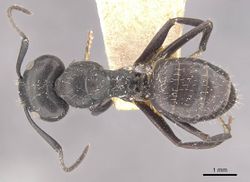 Camponotus vividus meinerti casent0910571 d 1 high.jpg