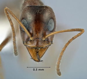 Iridomyrmex dromus head view