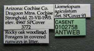 Liometopum apiculatum casent0102758 label 1.jpg