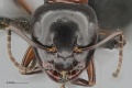 MCZ-ENT00669811 Camponotus hyatti hef.jpg