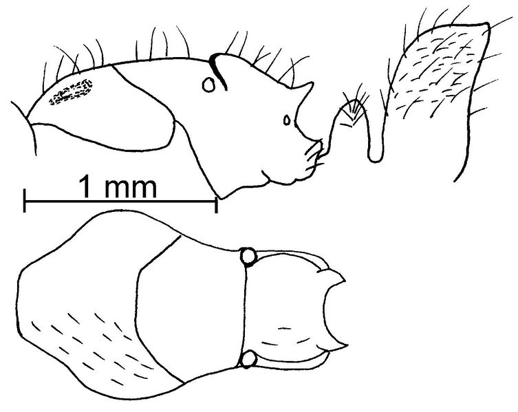 File:Mackay, W.P. 2019, Fig. 94(left).jpg