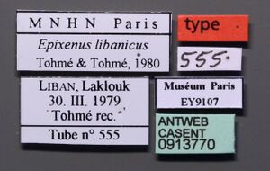 Monomorium libanicum casent0913770 l 1 high.jpg