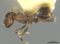 Monomorium suleyile casent0913854 d 1 high.jpg