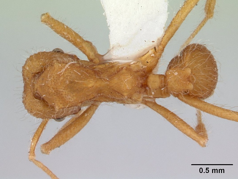 File:Mycetagroicus cerradensis casent0178478 dorsal 1.jpg