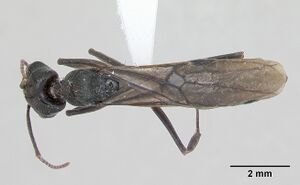 Odontomachus bauri casent0173304 dorsal 1.jpg