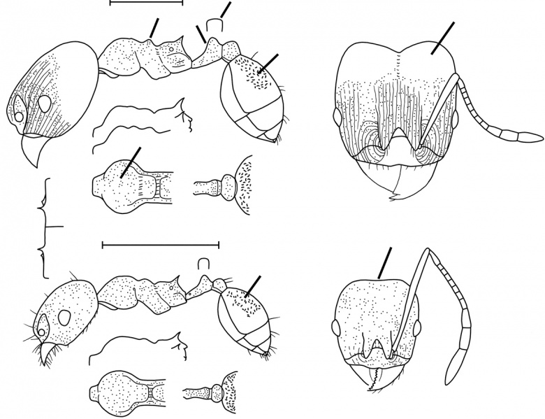 File:Pheidole inversa Wilson 2003.jpg