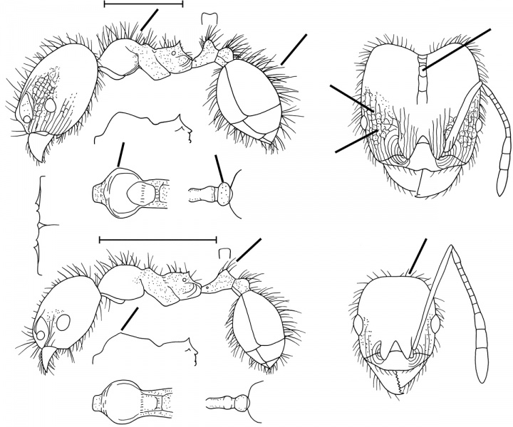 File:Pheidole spathicornis Wilson 2003.jpg