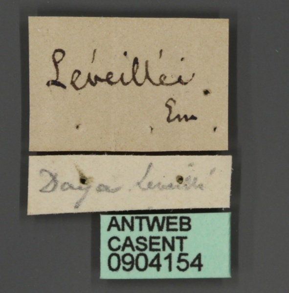 File:Aphaenogaster leveillei casent0904154 l 1 high.jpg