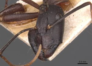 Camponotus ionius casent0905287 h 1 high.jpg