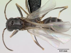 Dorymyrmex biconis casent0192695 dorsal 1.jpg