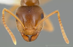 Lasius pallitarsis casent0005405 head 1.jpg