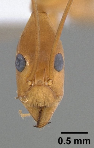 File:Leptomyrmex fragilis casent0127004 head 1.jpg